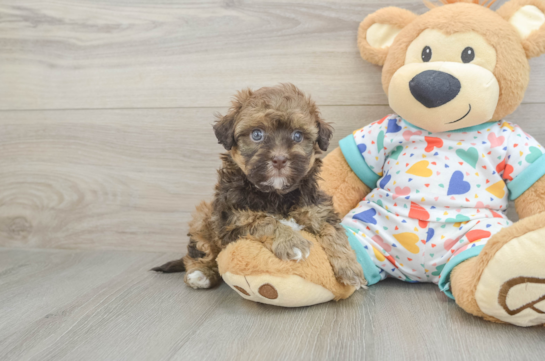 Playful Havadoodle Poodle Mix Puppy