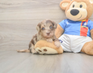 6 week old Havapoo Puppy For Sale - Premier Pups