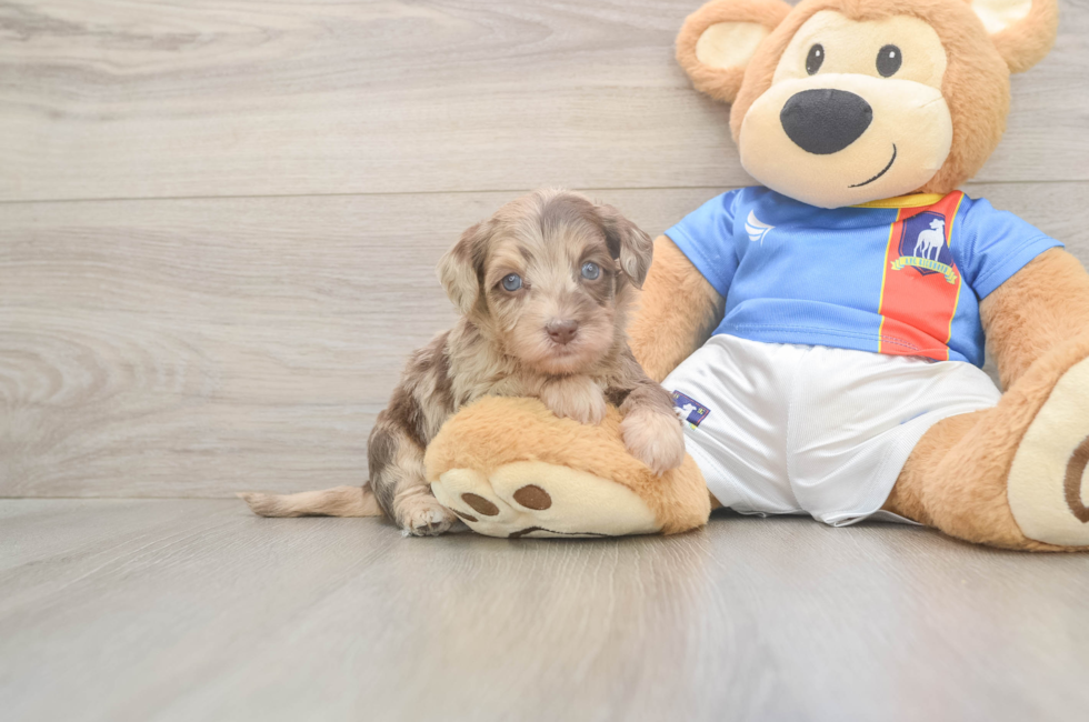5 week old Havapoo Puppy For Sale - Premier Pups