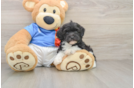 Smart Havapoo Poodle Mix Pup