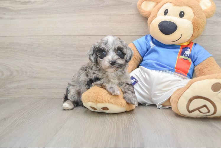 Popular Havapoo Poodle Mix Pup