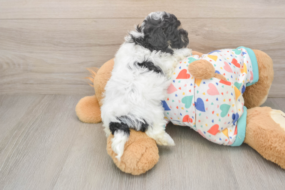 Funny Havapoo Poodle Mix Pup
