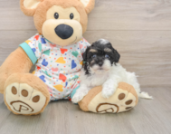 8 week old Havapoo Puppy For Sale - Premier Pups