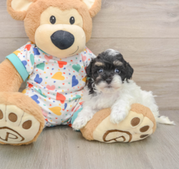 7 week old Havapoo Puppy For Sale - Premier Pups