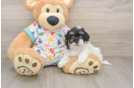 Havapoo Puppy for Adoption