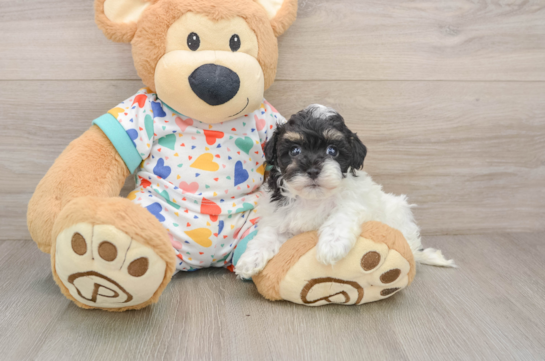Havapoo Puppy for Adoption