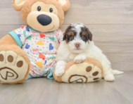 6 week old Havapoo Puppy For Sale - Premier Pups