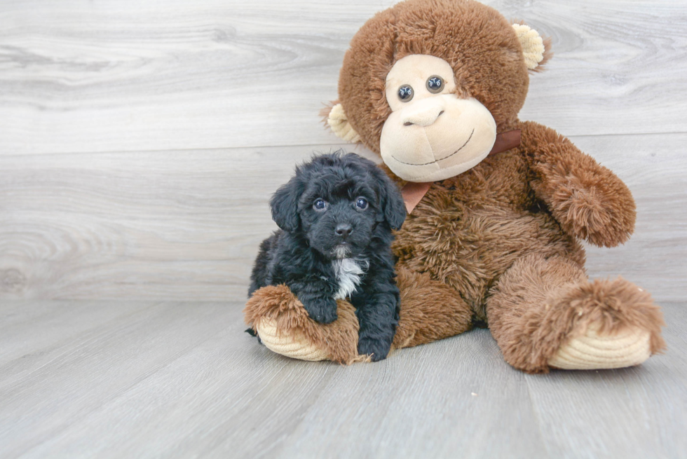 Energetic Havadoodle Poodle Mix Puppy