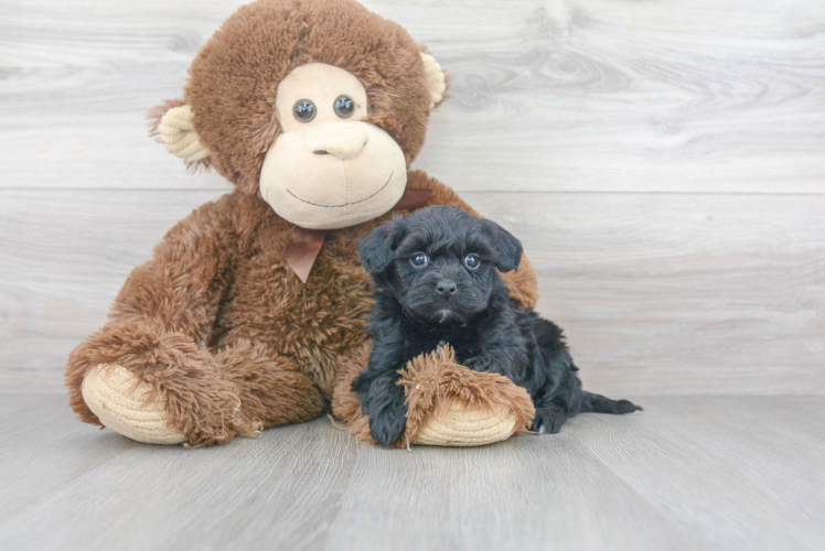 Funny Havapoo Poodle Mix Pup