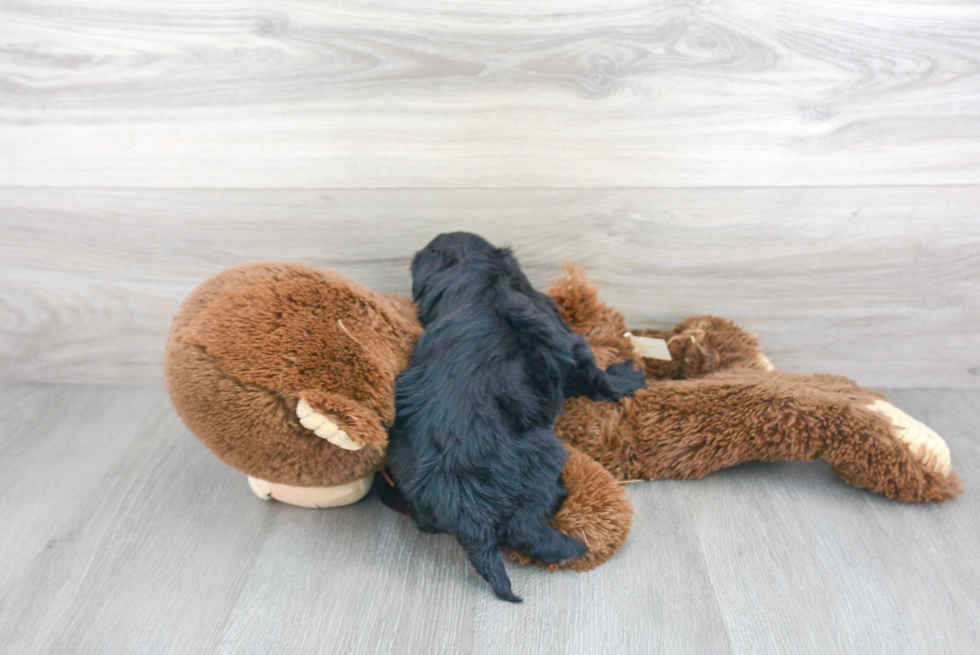 Little Havanese Poodle Mix Puppy