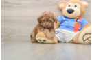 Havapoo Pup Being Cute