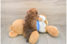Funny Havapoo Poodle Mix Pup