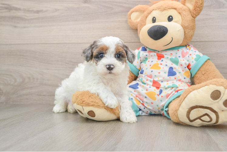 Smart Havapoo Poodle Mix Pup