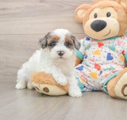 7 week old Havapoo Puppy For Sale - Premier Pups