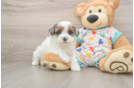 Smart Havapoo Poodle Mix Pup