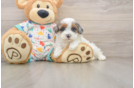 Havapoo Puppy for Adoption