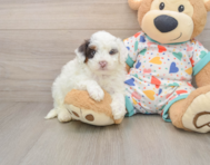 7 week old Havapoo Puppy For Sale - Premier Pups