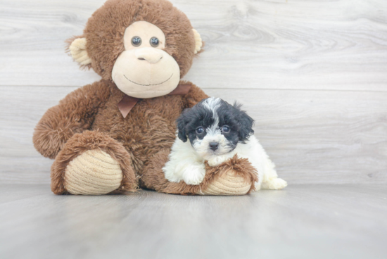 Little Havanese Poodle Mix Puppy