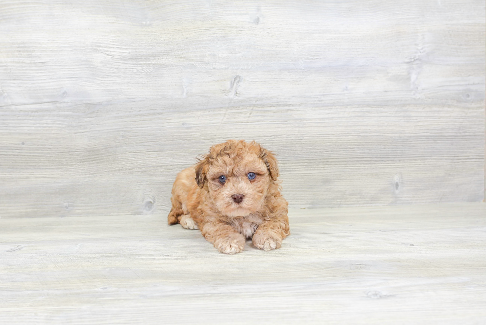 Energetic Havadoodle Poodle Mix Puppy