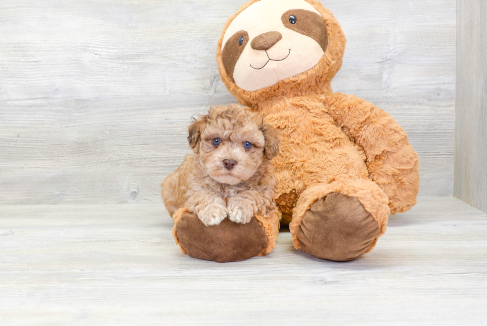 Fluffy Havapoo Poodle Mix Pup