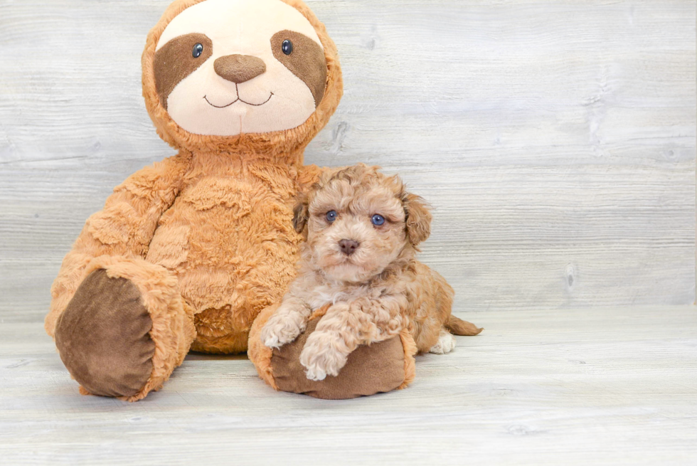 Little Havanese Poodle Mix Puppy