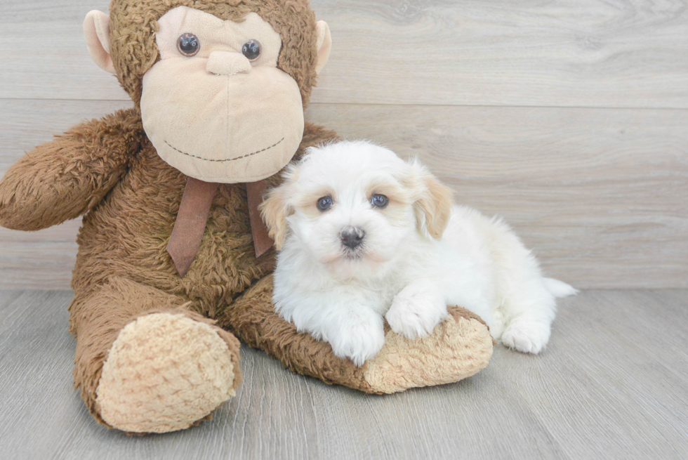 Popular Havapoo Poodle Mix Pup