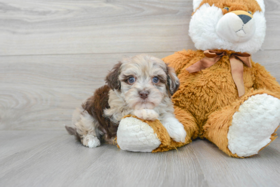 Little Havadoodle Poodle Mix Puppy