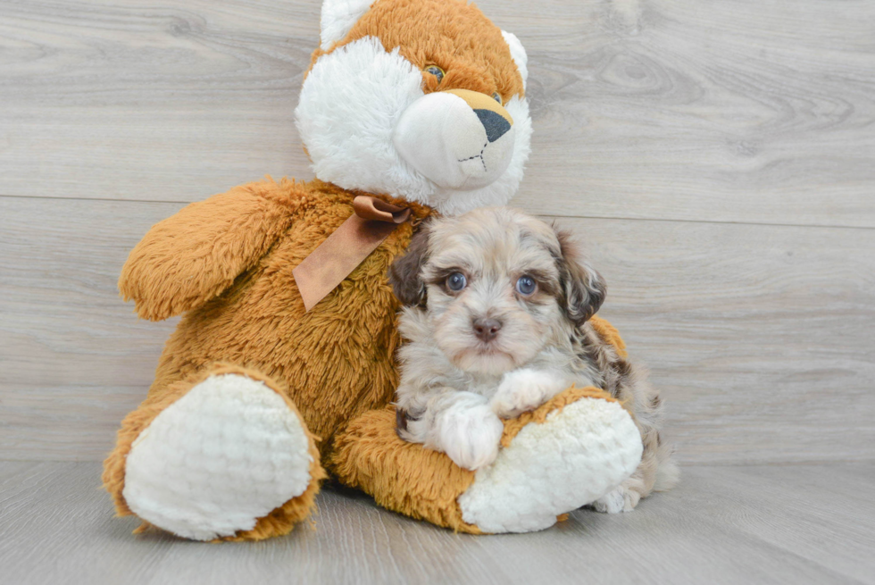 Funny Havapoo Poodle Mix Pup