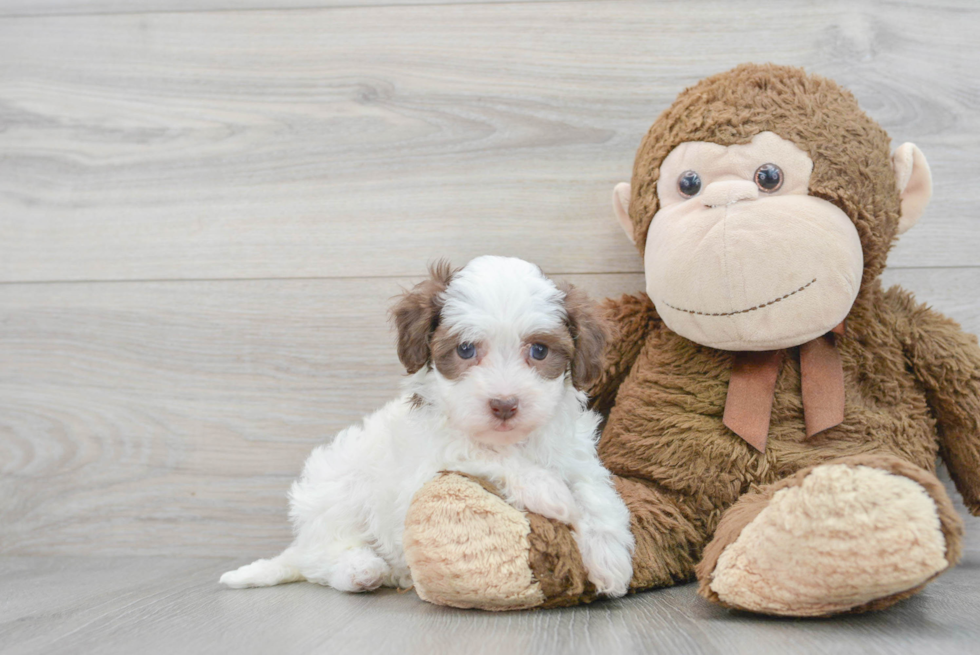 Adorable Havadoodle Poodle Mix Puppy
