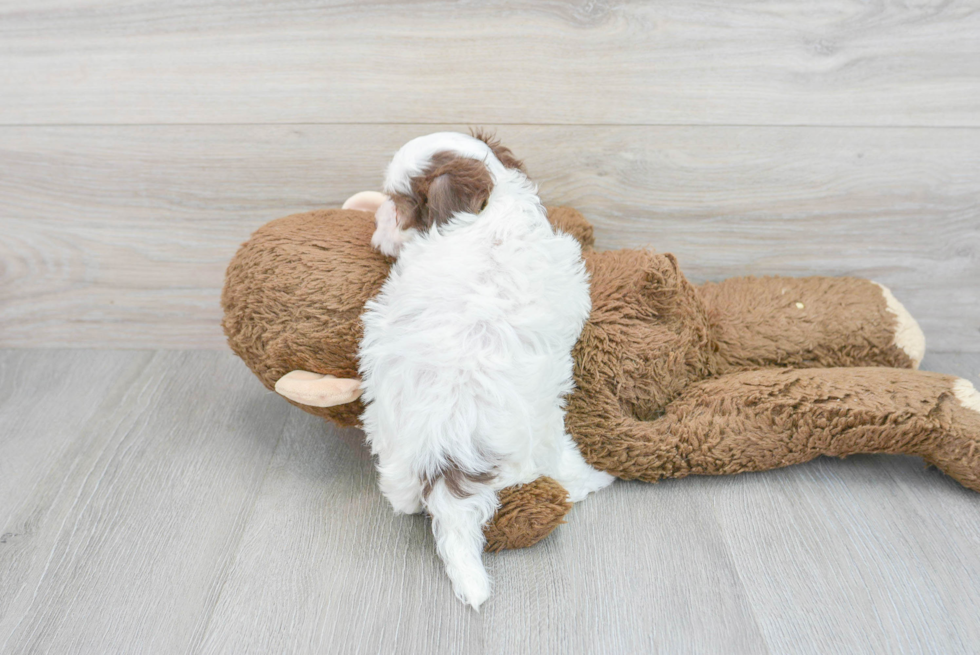 Friendly Havapoo Baby