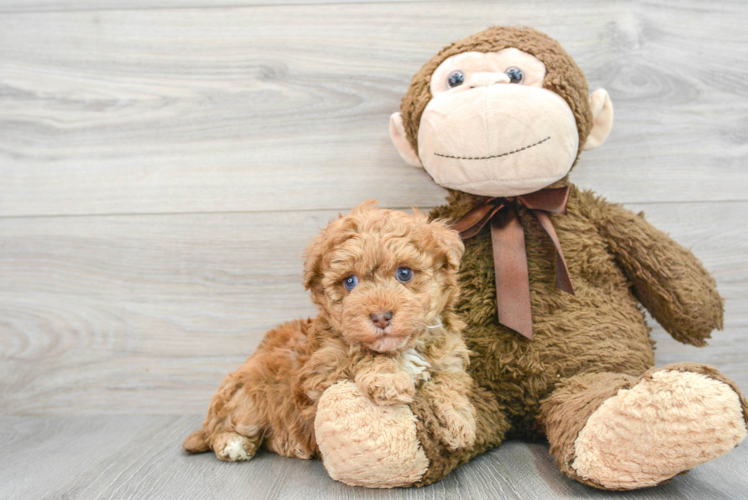 Havapoo Puppy for Adoption