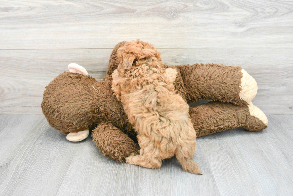 Havapoo Puppy for Adoption