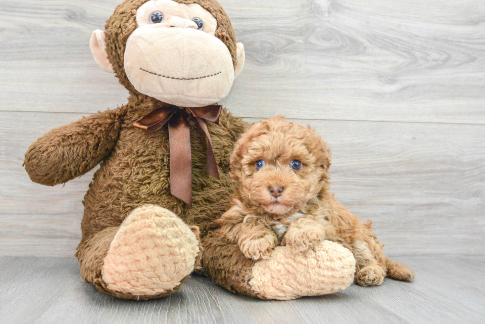 Fluffy Havapoo Poodle Mix Pup