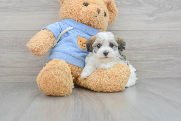 Petite Havapoo Poodle Mix Pup