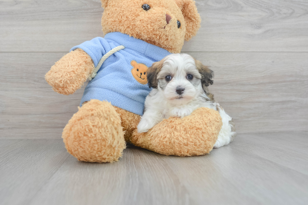 Petite Havapoo Poodle Mix Pup