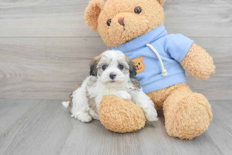 Cute Havapoo Baby