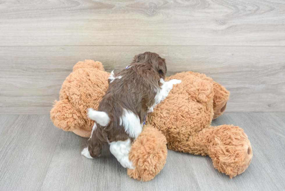 Adorable Havadoodle Poodle Mix Puppy