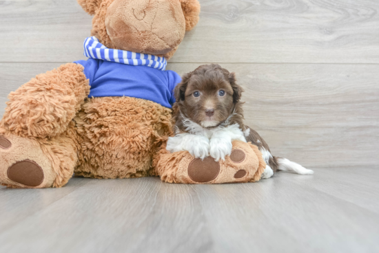 Funny Havapoo Poodle Mix Pup