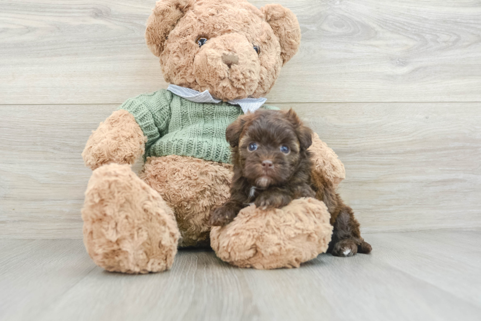 Petite Havapoo Poodle Mix Pup