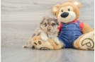 Havapoo Pup Being Cute