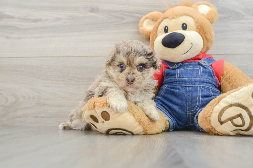 Havapoo Pup Being Cute