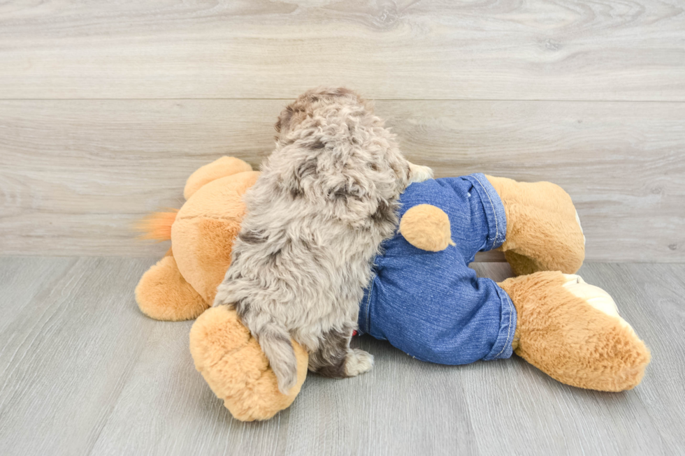 Fluffy Havapoo Poodle Mix Pup