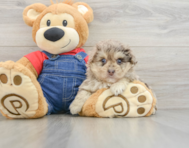 8 week old Havapoo Puppy For Sale - Premier Pups