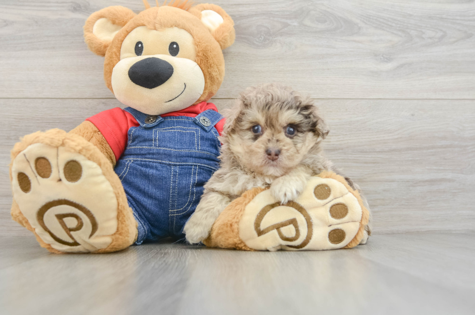 5 week old Havapoo Puppy For Sale - Premier Pups