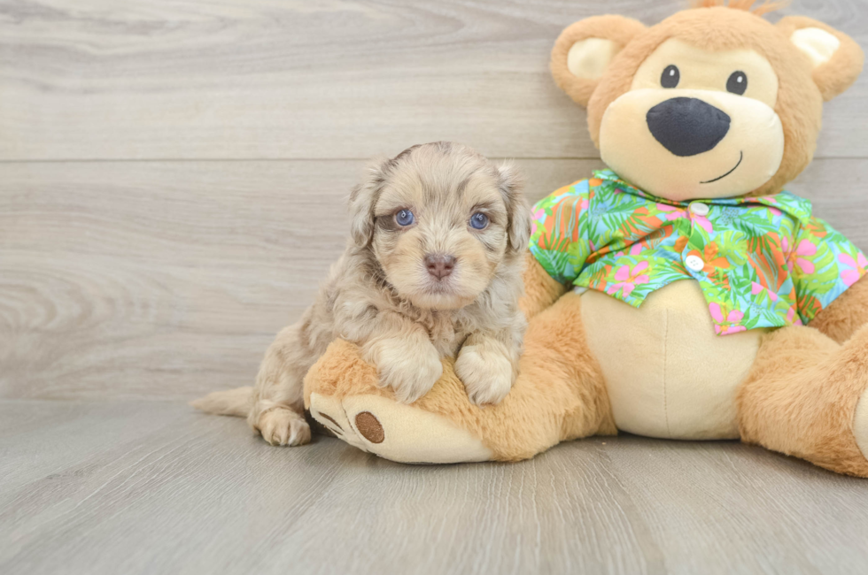 5 week old Havapoo Puppy For Sale - Premier Pups