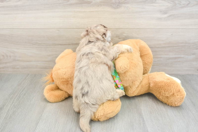 Meet Carolina - our Havapoo Puppy Photo 2/3 - Premier Pups