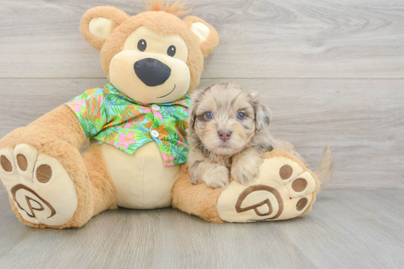 Meet Carolina - our Havapoo Puppy Photo 3/3 - Premier Pups