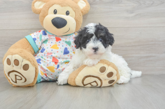 Havapoo Puppy for Adoption