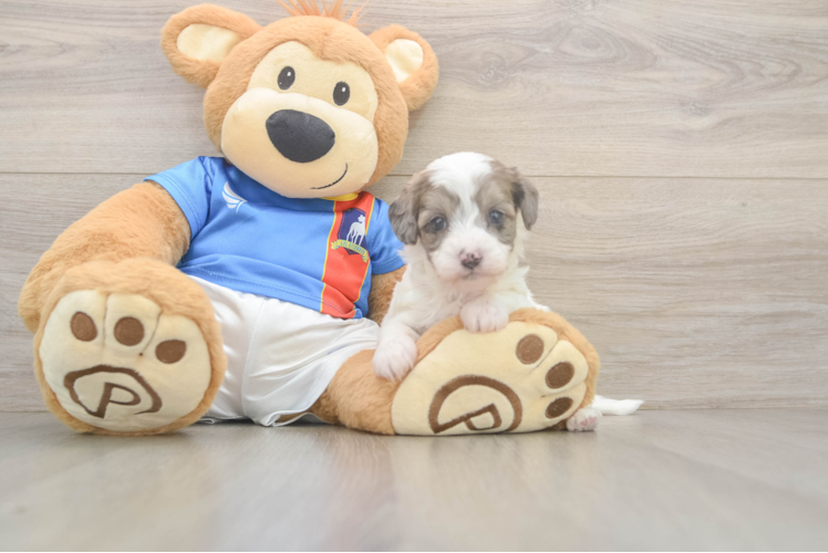Energetic Havadoodle Poodle Mix Puppy