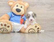 6 week old Havapoo Puppy For Sale - Premier Pups